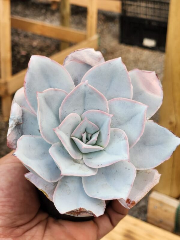 Echeveria Cante - Imagen 2