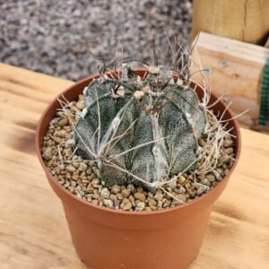 Astrophytum Capricorne - Gran tamaño XL
