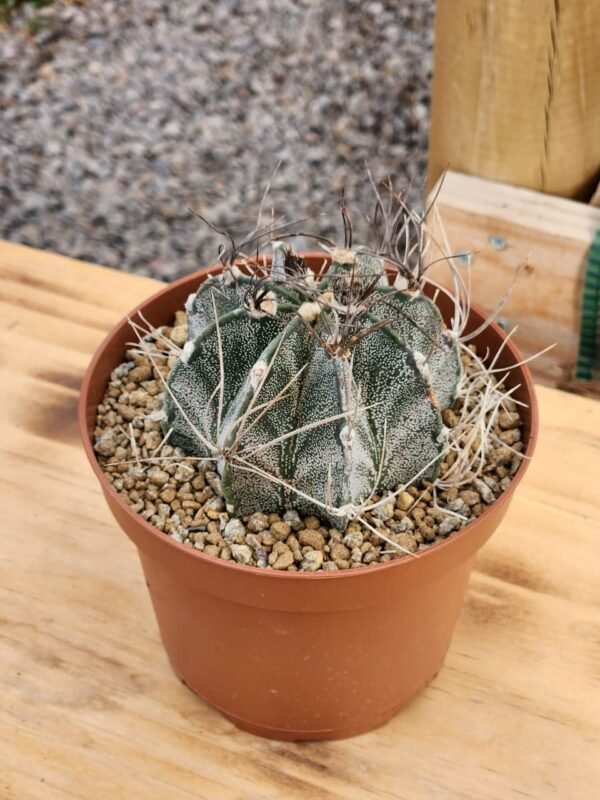 Astrophytum Capricorne - Gran tamaño XL