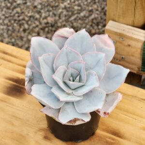 Echeveria Cante