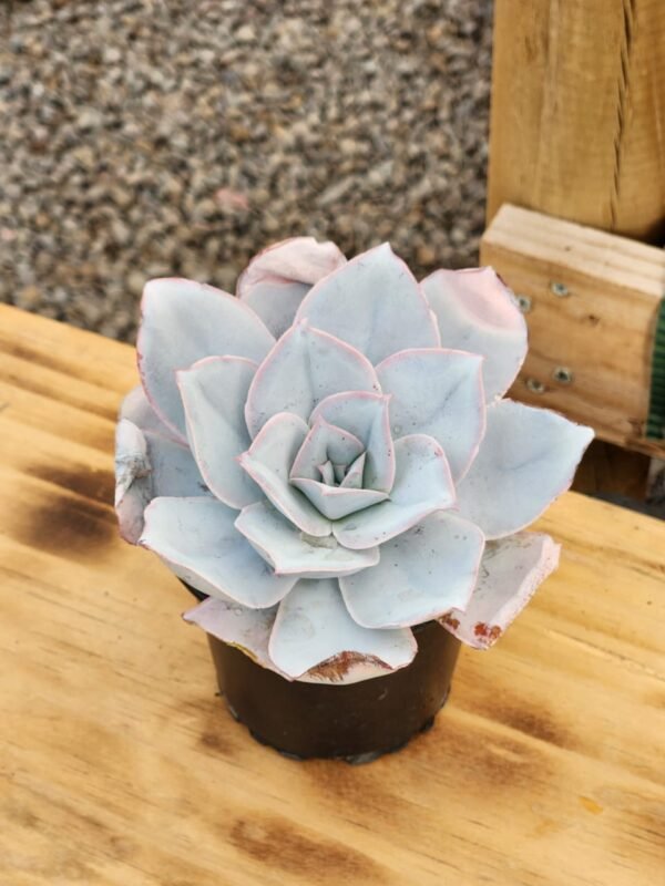 Echeveria Cante