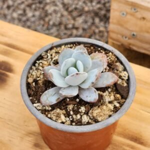 Echeveria Laui