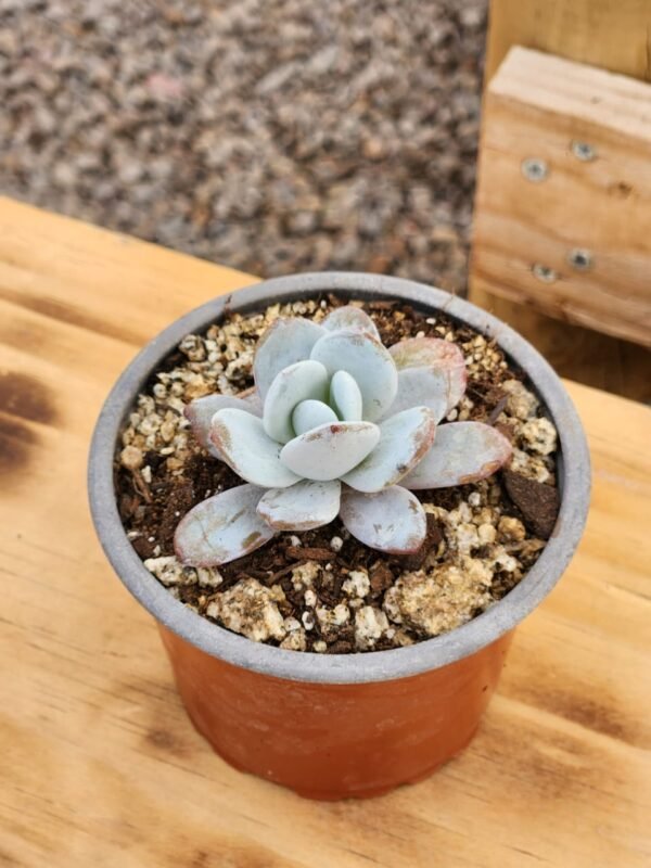 Echeveria Laui