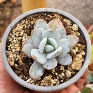 Echeveria Laui
