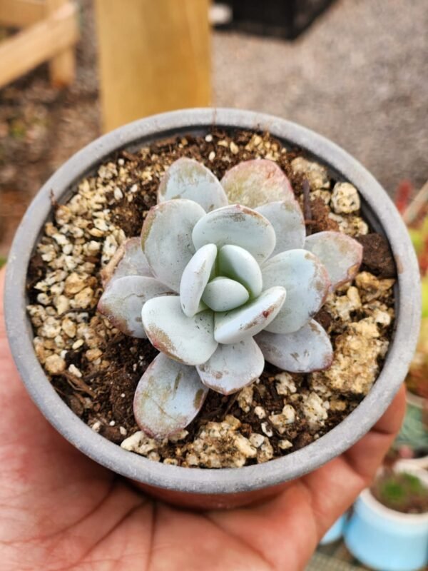 Echeveria Laui - Imagen 2