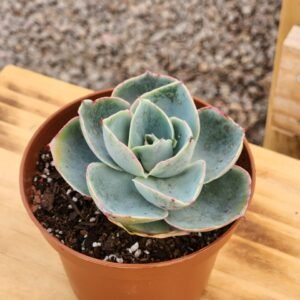 Echeveria Código da Vinci