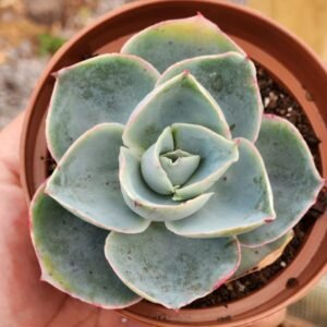 Echeveria Código da Vinci