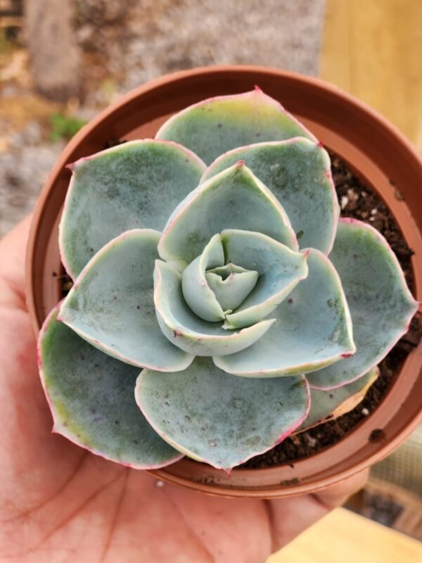 Echeveria Código da Vinci - Imagen 2