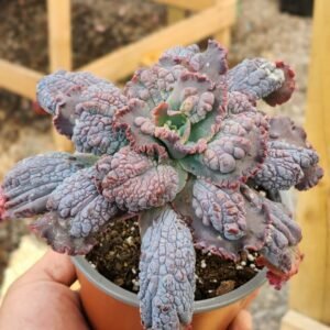 Echeveria Dragon Queen - Gran tamaño