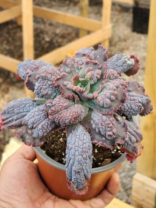 Echeveria Dragon Queen - Gran tamaño - Imagen 2