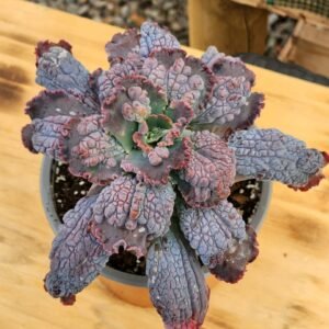 Echeveria Dragon Queen - Gran tamaño
