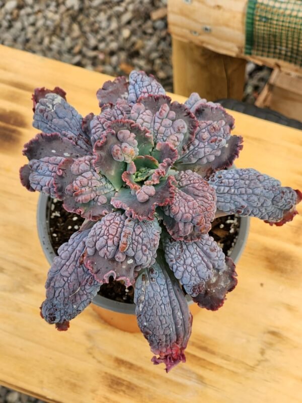 Echeveria Dragon Queen - Gran tamaño