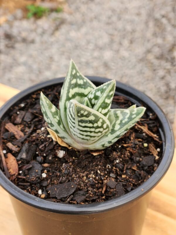 Aloe Variegata - Mini - Imagen 2