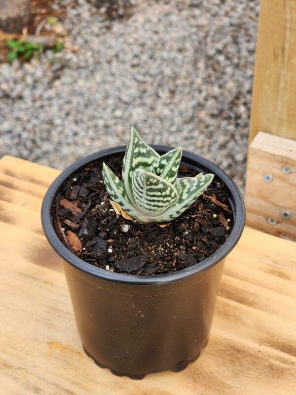 Aloe Variegata - Mini