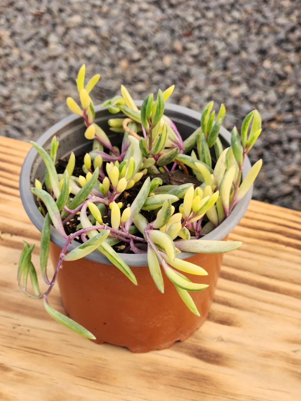 Othonna Variegada - Imagen 3