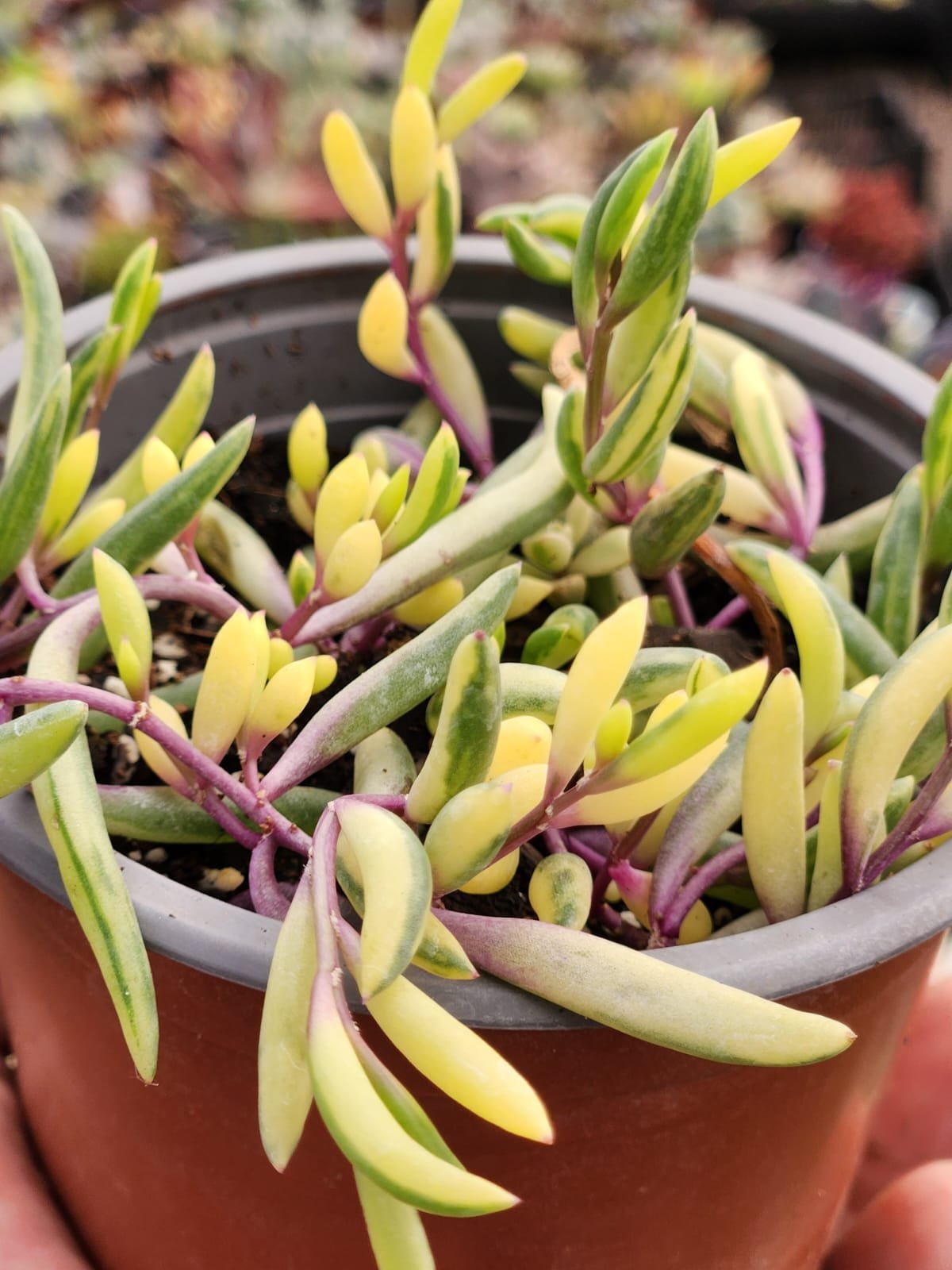 Othonna Variegada - Imagen 2