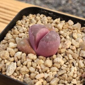 Lithops Optica Rubra