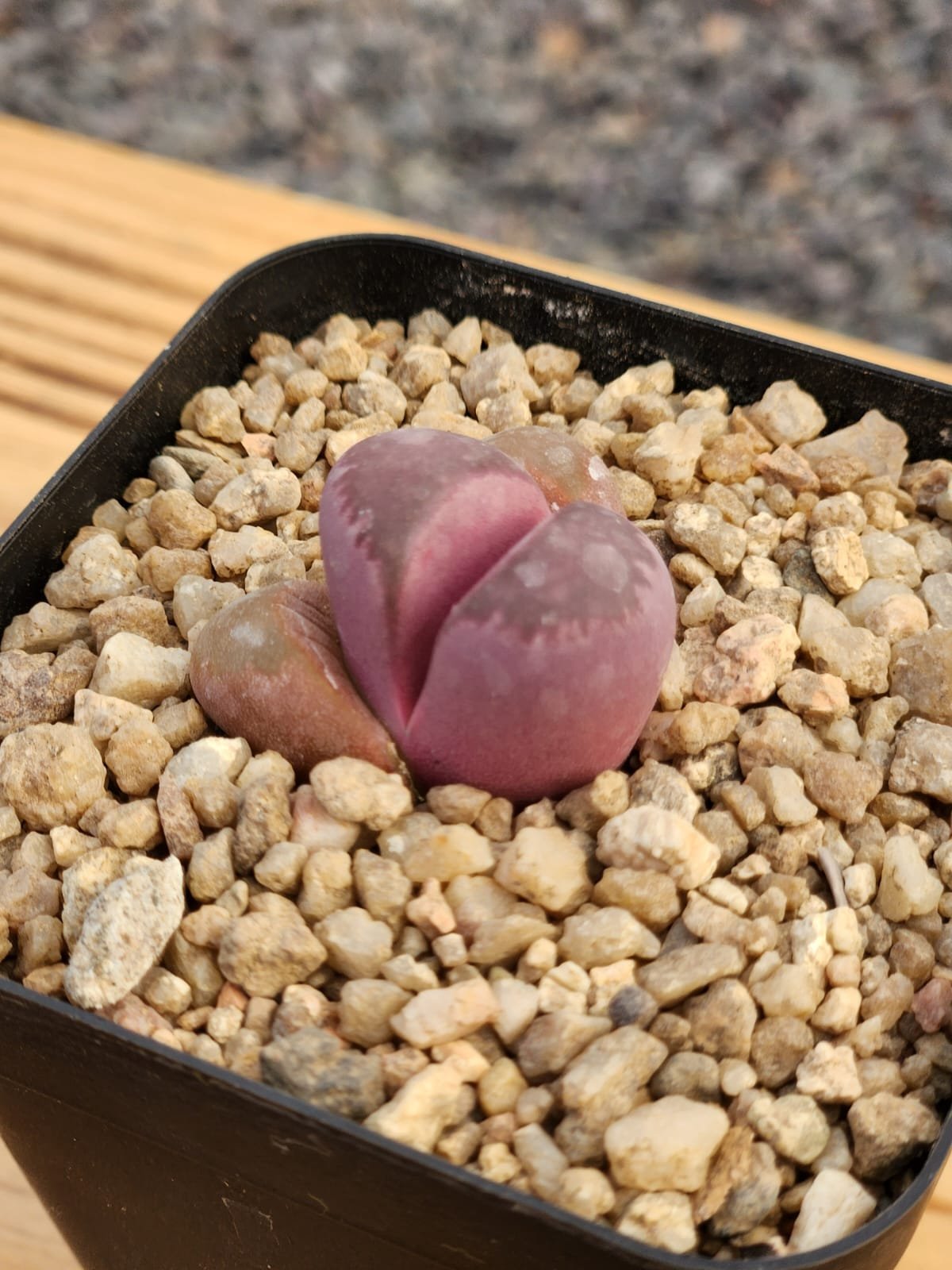 Lithops Optica Rubra - Imagen 2