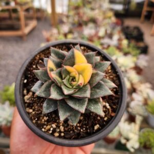 Echeveria Monocerotis Variegada