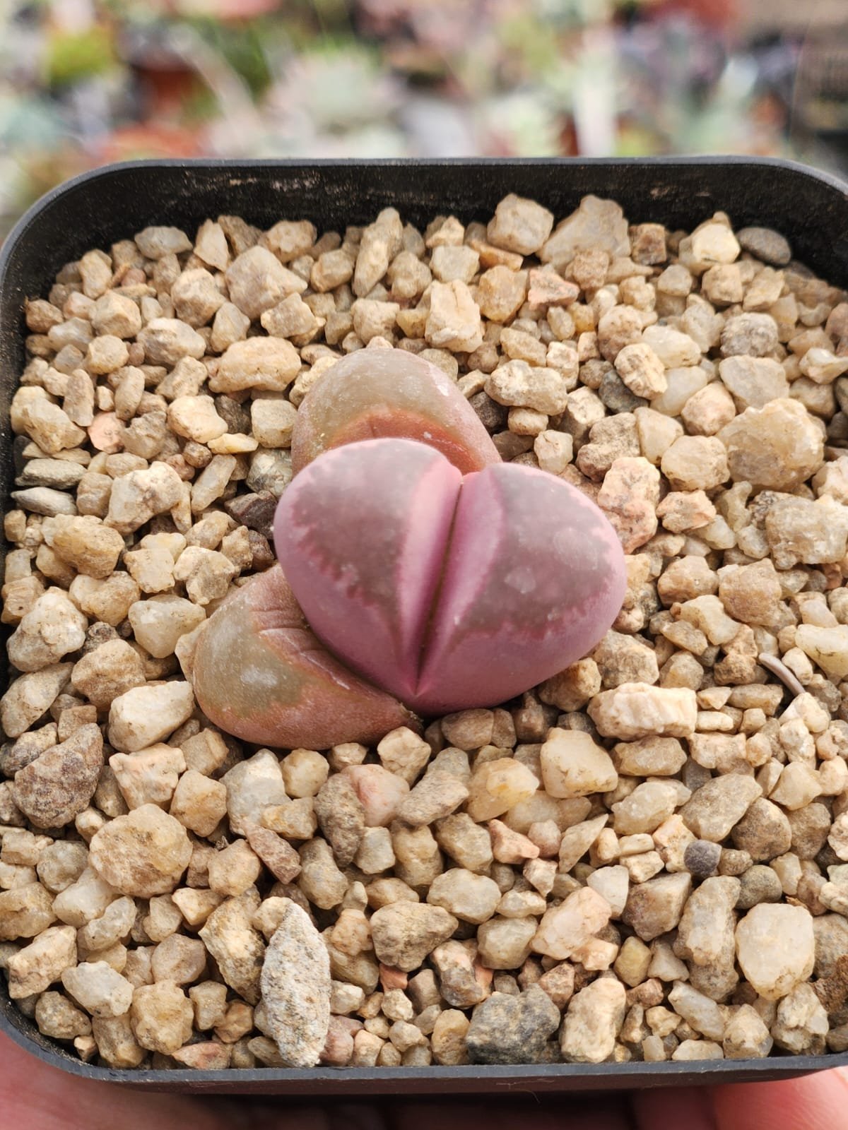 Lithops Optica Rubra - Imagen 3