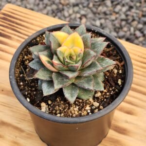 Echeveria Monocerotis Variegada