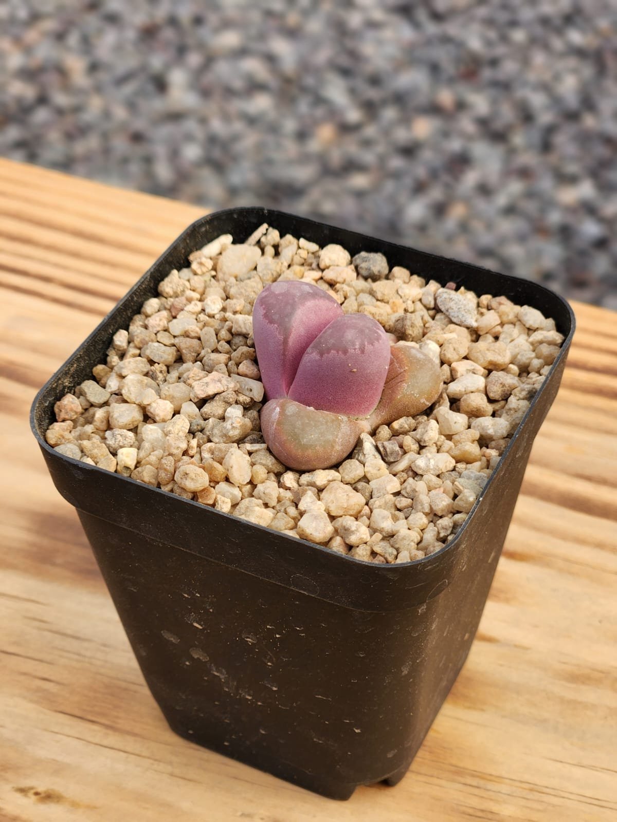 Lithops Optica Rubra