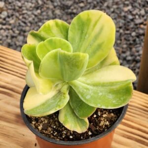 Echeveria Pallida Variegata