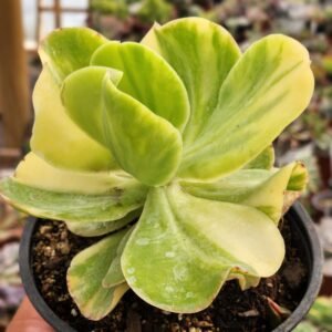 Echeveria Pallida Variegata