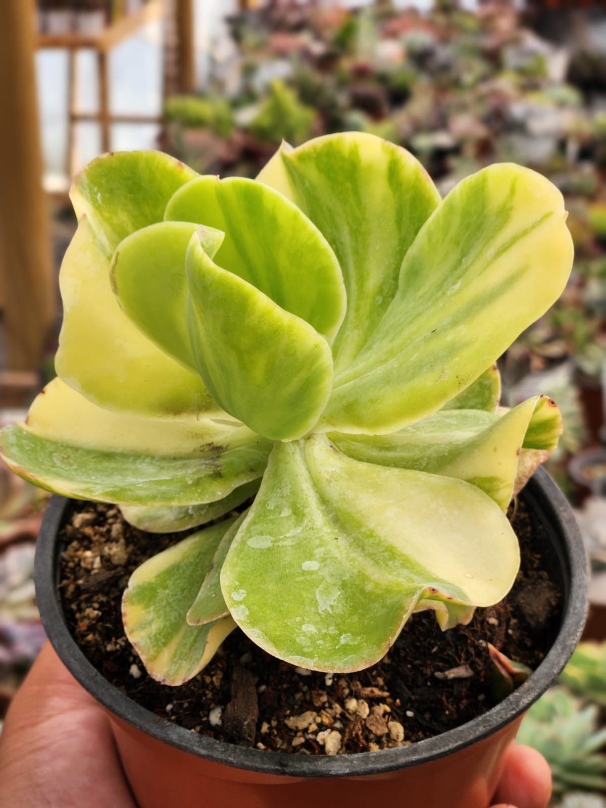 Echeveria Pallida Variegata - Imagen 2